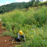Pemerintah : Kewajiban Reklamasi PT. GKP di Wawonii Terus Berjalan