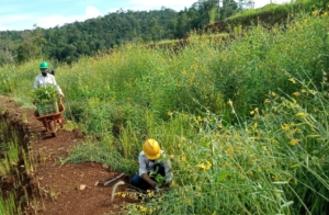 Pemerintah : Kewajiban Reklamasi PT. GKP di Wawonii Terus Berjalan